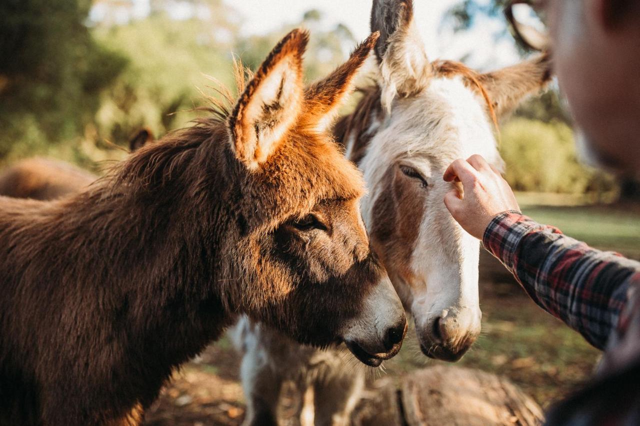 Margaret River Holiday Cottages Ngoại thất bức ảnh