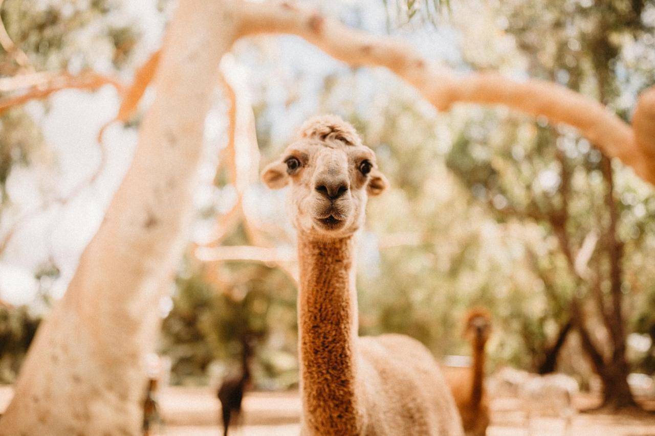 Margaret River Holiday Cottages Ngoại thất bức ảnh